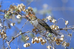 Anaplectes rubriceps
