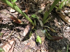 Zingiber oligophyllum