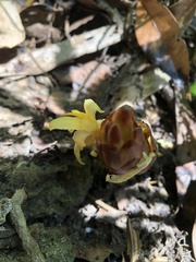 Zingiber oligophyllum