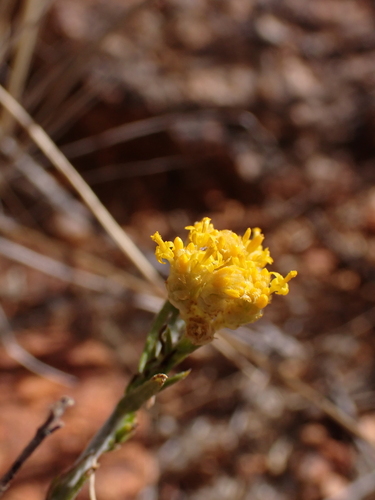 Image of Rhodanthe tietkensii by (c) Nina Kerr, some rights reserved (CC BY)