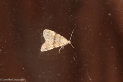 Idia concisa
