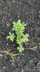 Portulaca oleracea