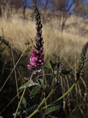 Cullen australasicum