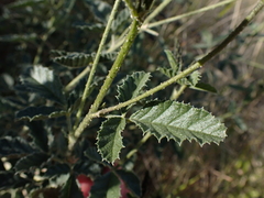 Cullen australasicum