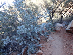 Eucalyptus gamophylla