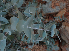 Eucalyptus gamophylla