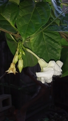 Echites panduratus