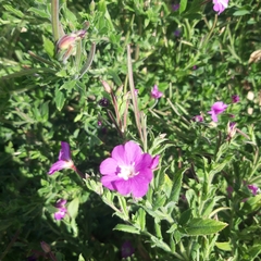 Epilobium hirsutum
