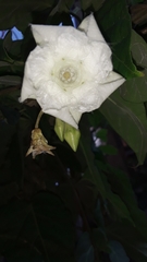 Echites panduratus