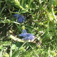 Cichorium intybus