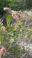 Symphyopappus casarettoi