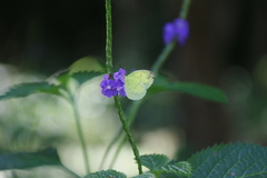 Eurema andersoni