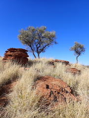 Hakea lorea