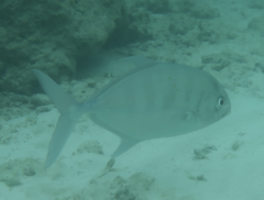 Ferdauia ferdau