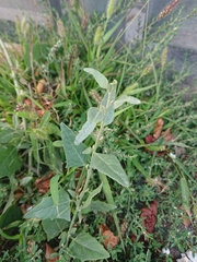 Atriplex micrantha