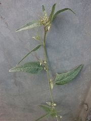 Atriplex micrantha