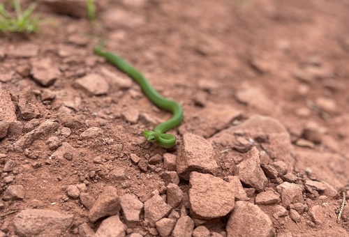 Smooth Greensnake, Queens, CA-PE, CA, photo 10 of 10