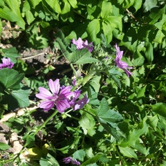 Malva sylvestris