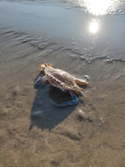 Portunidae