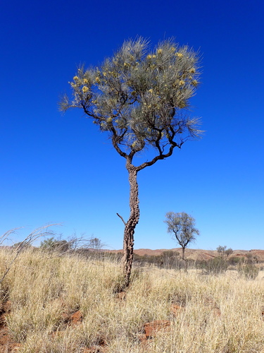 Image of Hakea lorea by (c) Nina Kerr, some rights reserved (CC BY)