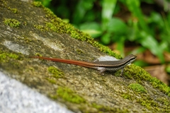 Sphenomorphus incognitus