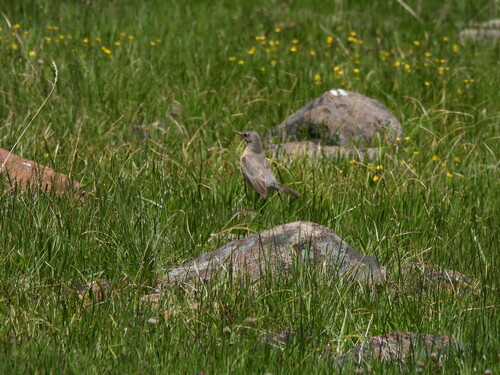 iNaturalist observation photo of American Robin