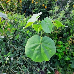 Abutilon theophrasti