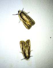 Sympistis badistriga