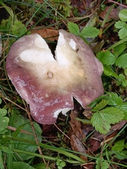 Russula firmula