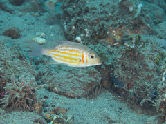 Lethrinus ornatus