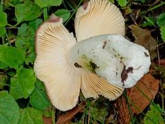 Russula firmula