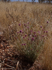 Ptilotus helipteroides