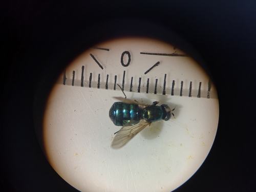 Broad Centurion Fly, 9261 Eastermar, Netherlands, photo 8 of 10