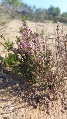 Erica paniculata