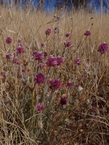 Image of Ptilotus helipteroides by (c) Nina Kerr, some rights reserved (CC BY)