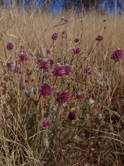 Ptilotus helipteroides