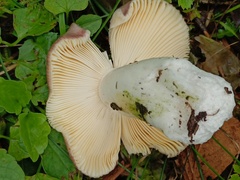 Russula firmula
