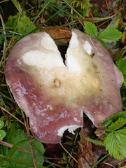 Russula firmula
