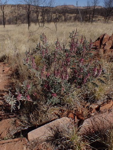 Image of Indigofera basedowii by (c) Nina Kerr, some rights reserved (CC BY)