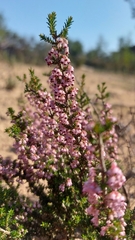 Erica paniculata