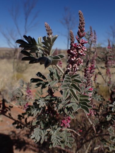 Image of Indigofera basedowii by (c) Nina Kerr, some rights reserved (CC BY)