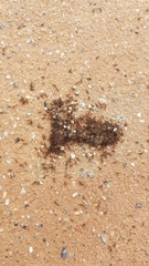 Tetramorium tsushimae