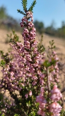 Erica paniculata