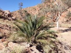 Macrozamia macdonnellii