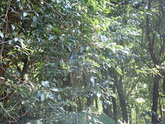 Mussaenda parviflora