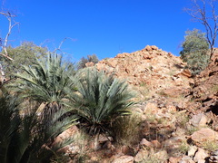 Macrozamia macdonnellii