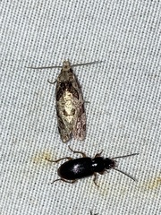 Aethes rana