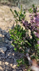 Erica paniculata