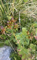 Hypericum maculatum maculatum