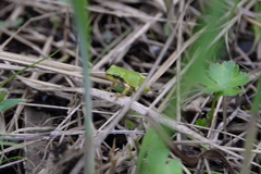 Hyla japonica